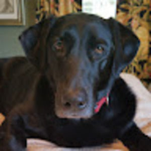 Meet your Posher, Charles